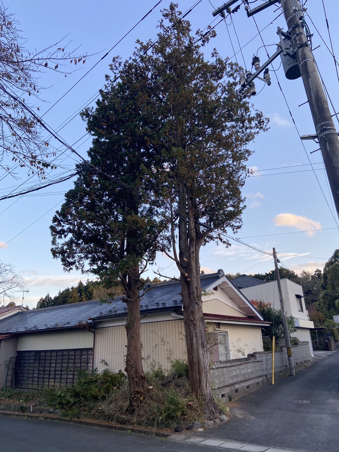鎌倉市 伐採 - Before