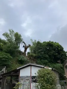 鎌倉市 伐採 - After