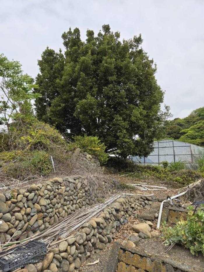相模原市緑区のシイノキ伐採事例｜巨大化した株立ちの高木伐採は千織庭園へ - Before