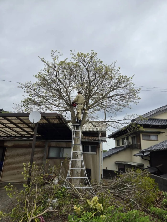 逗子市でテラス屋根にかかるモチノキを特殊伐採！重機が入らない狭い庭でもロープで解決 - Before